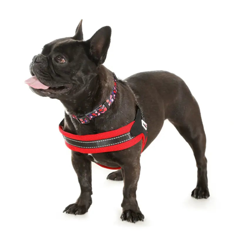 Boomerang Padded Dog Harness Ruby Red - Doodle 3
