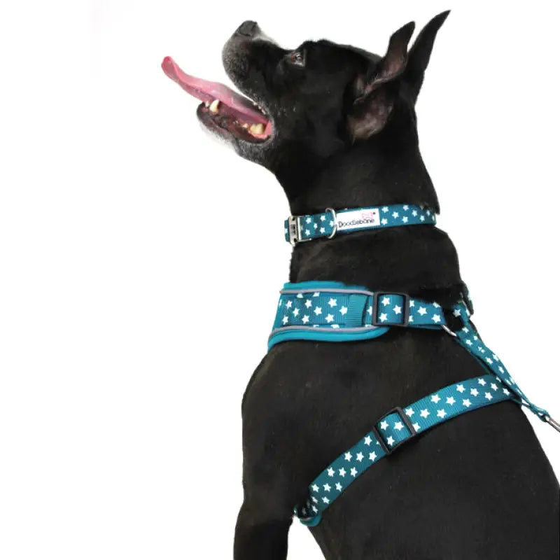 Doodlebone Limited Edition Dog Lead - Teal Stars Glow In The Dark - Doodle - 3