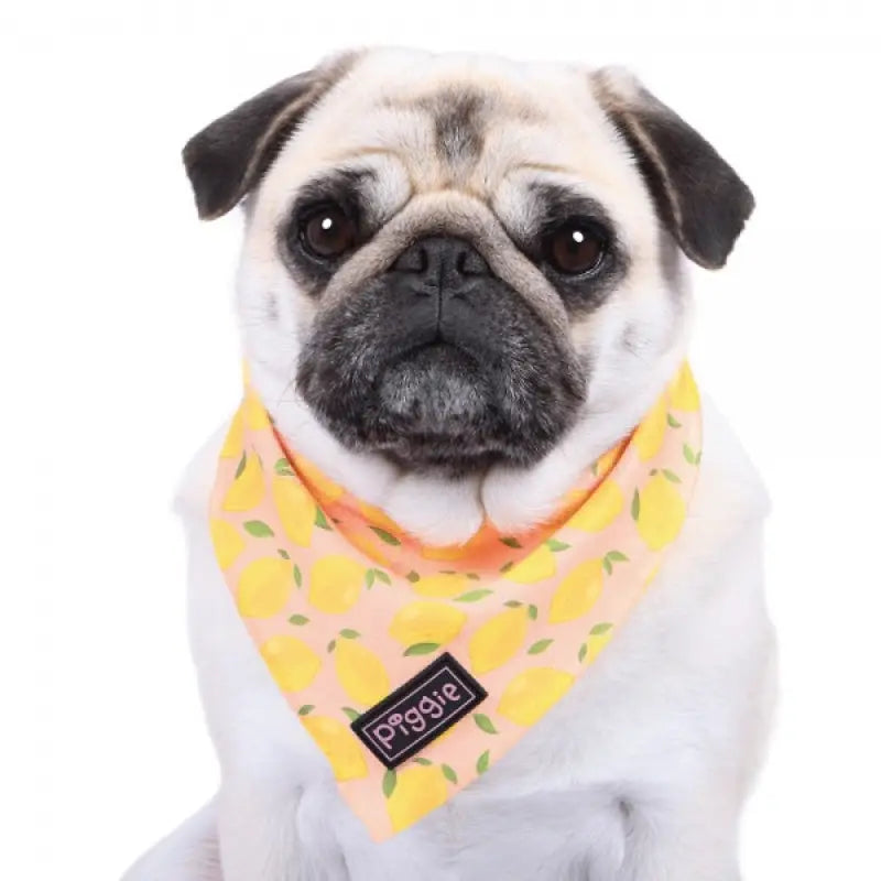 Lemon Squeeze Tie On Dog Bandana - Piggie - 2