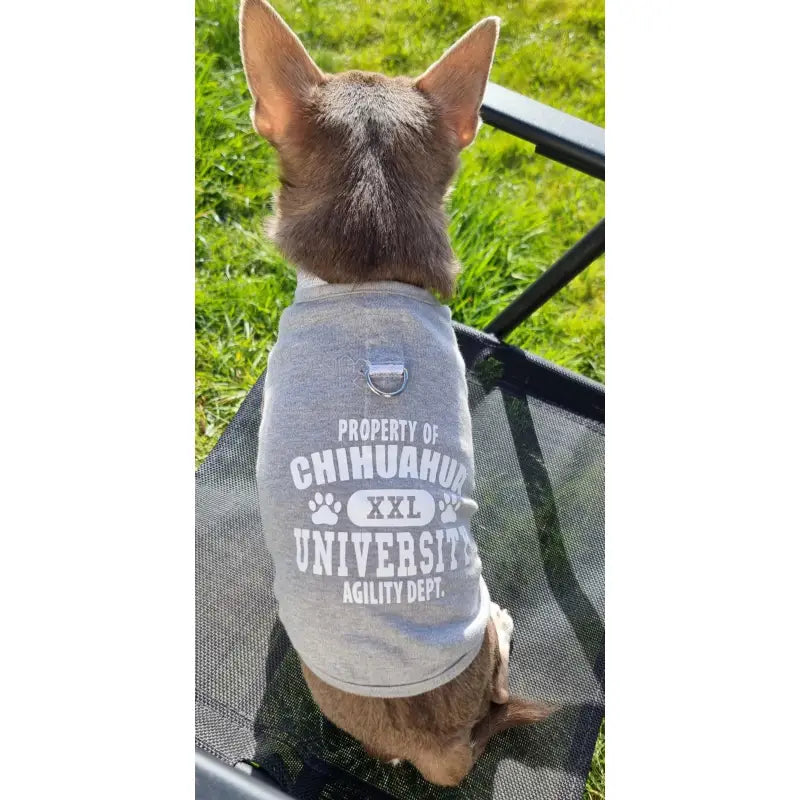 Property Of Chihuahua University Harness Lined Dog T - shirt Grey - Urban 4