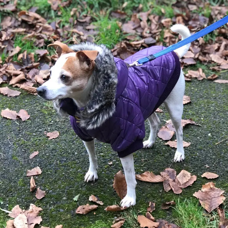 Purple Thermal Quilted Parka Dog Coat - Urban Pup - 3