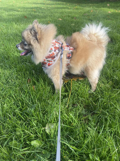 Pumpkin Harvest Dog Harness