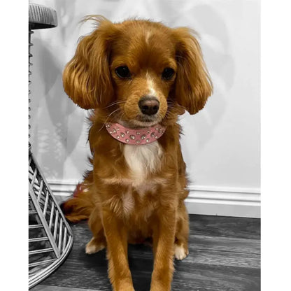 Baby Pink Rhinestone Sprinkles Dog Collar - Posh Pawz - 2