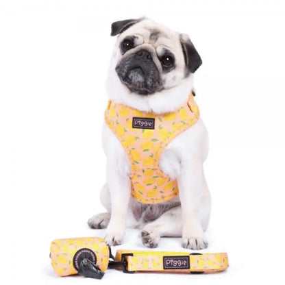 Lemon Squeeze Dog Harness Super Bundle - Piggie - 9