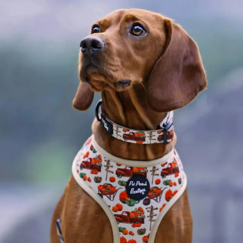Pumpkin Harvest Dog Collar - Pet Pooch - 2