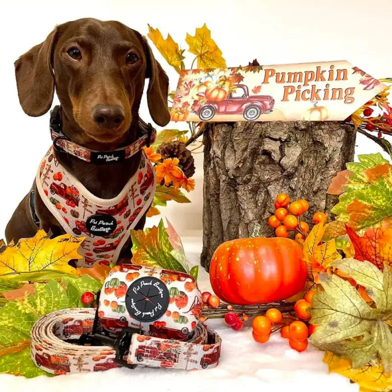 Pumpkin Harvest Dog Collar - Pet Pooch - 3
