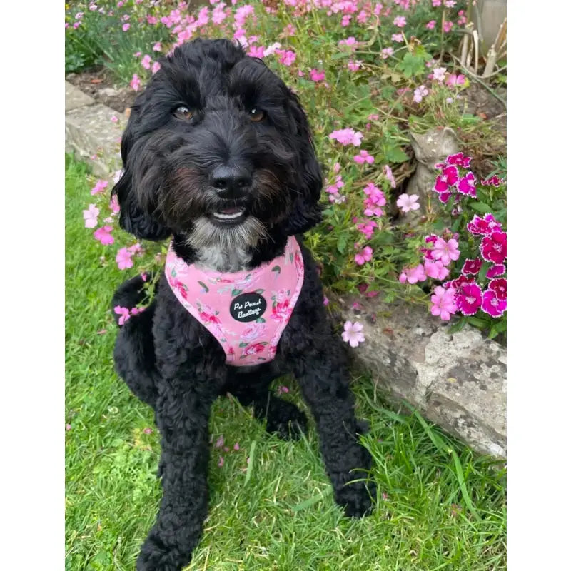 Sunday Rose Floral Puppy Dog Harness - Pet Pooch - 3
